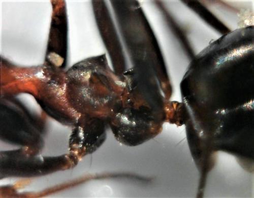 Réf. 224 009 : Lepisiota spinisquama